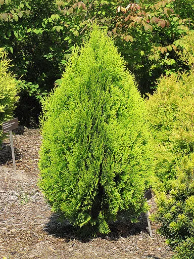 Thuja or Berckman's Gold #3
