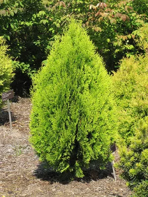 Thuja or Berckman's Gold #3